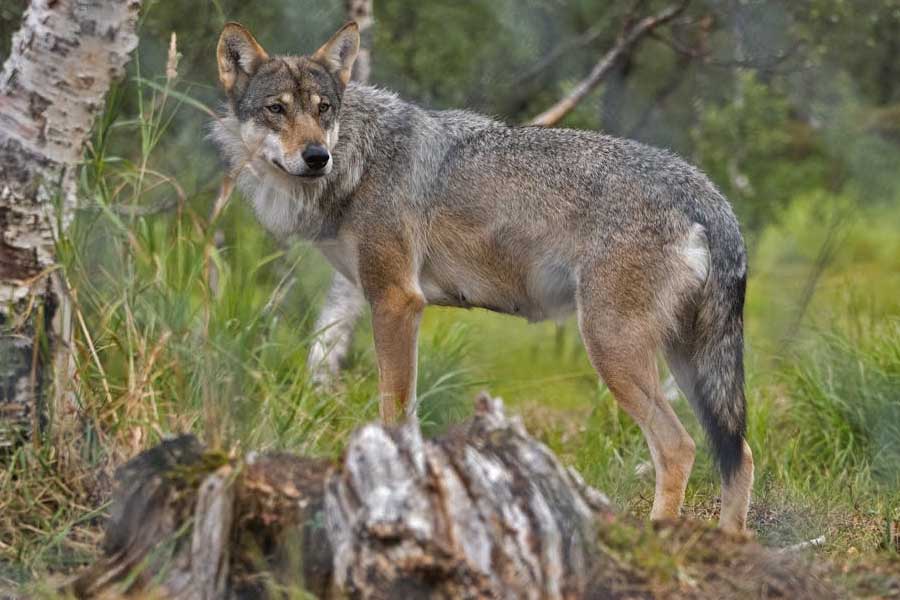 Lobo